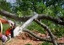 Why Choose Our Tree Removal Services in West Wendover, NV?